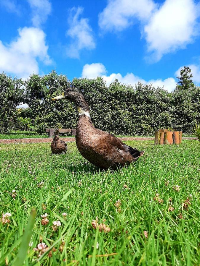 Sao Pedro  Quinta De Sao Joseヴィラ エクステリア 写真