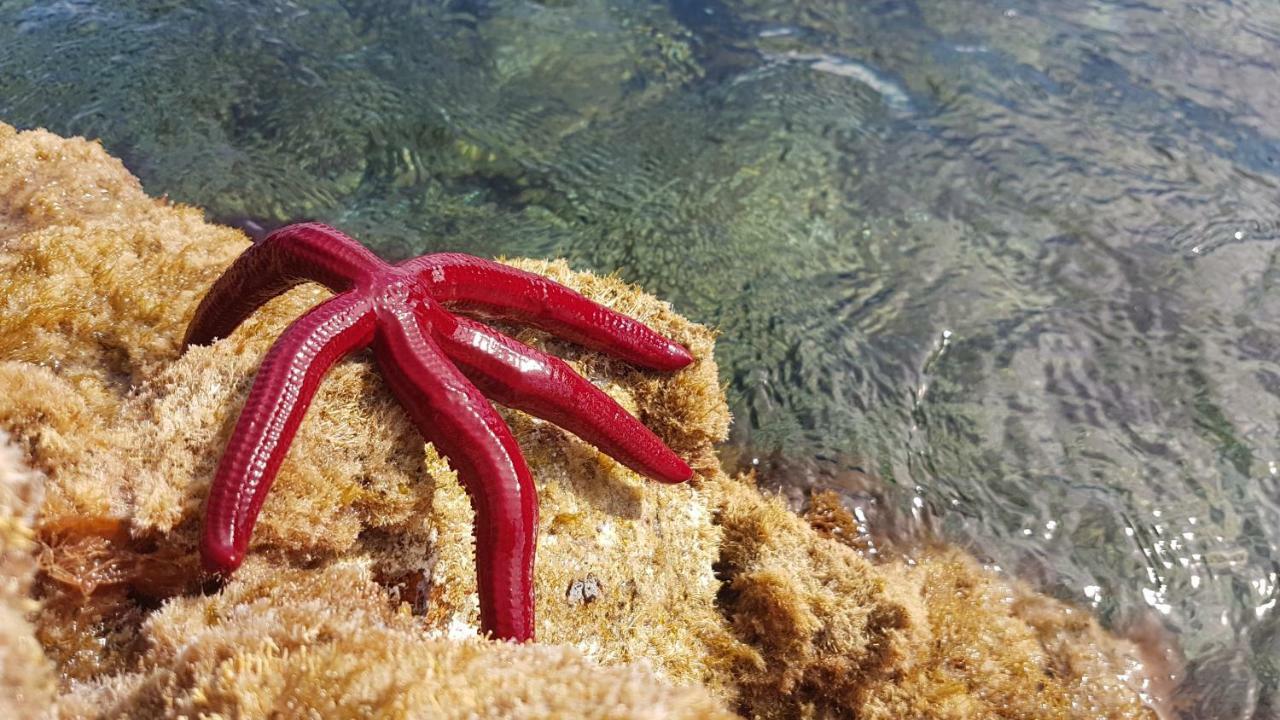 Sao Pedro  Quinta De Sao Joseヴィラ エクステリア 写真